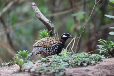 Siyah francolin (Francolinus francolinus asiae), sülüngiller (Phasianidae) familyasından bir kuş türü. Bu fotoğraf Kuzey Hindistan 'da çekildi..
