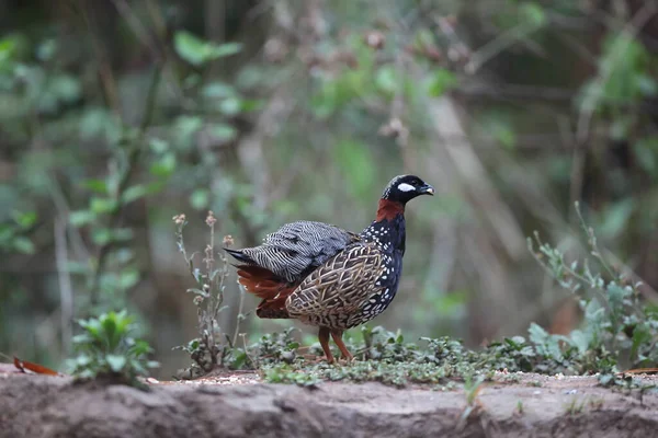 Siyah francolin (Francolinus francolinus asiae), sülüngiller (Phasianidae) familyasından bir kuş türü. Bu fotoğraf Kuzey Hindistan 'da çekildi..