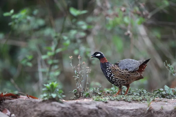 Siyah francolin (Francolinus francolinus asiae), sülüngiller (Phasianidae) familyasından bir kuş türü. Bu fotoğraf Kuzey Hindistan 'da çekildi..