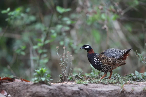Siyah francolin (Francolinus francolinus asiae), sülüngiller (Phasianidae) familyasından bir kuş türü. Bu fotoğraf Kuzey Hindistan 'da çekildi..