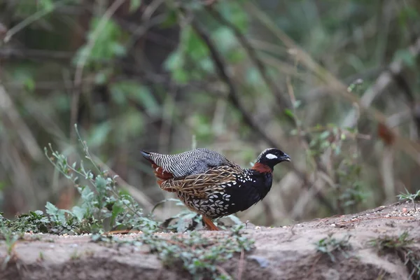 Siyah francolin (Francolinus francolinus asiae), sülüngiller (Phasianidae) familyasından bir kuş türü. Bu fotoğraf Kuzey Hindistan 'da çekildi..