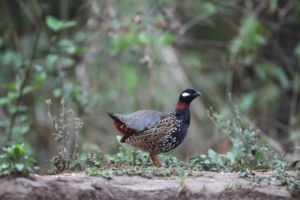 Siyah francolin (Francolinus francolinus asiae), sülüngiller (Phasianidae) familyasından bir kuş türü. Bu fotoğraf Kuzey Hindistan 'da çekildi..