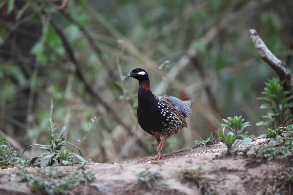 Siyah francolin (Francolinus francolinus asiae), sülüngiller (Phasianidae) familyasından bir kuş türü. Bu fotoğraf Kuzey Hindistan 'da çekildi..