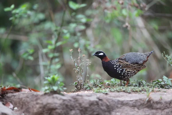 Siyah francolin (Francolinus francolinus asiae), sülüngiller (Phasianidae) familyasından bir kuş türü. Bu fotoğraf Kuzey Hindistan 'da çekildi..