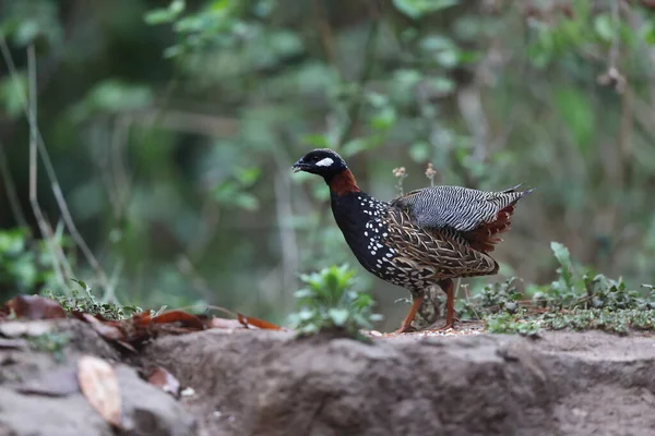 Siyah francolin (Francolinus francolinus asiae), sülüngiller (Phasianidae) familyasından bir kuş türü. Bu fotoğraf Kuzey Hindistan 'da çekildi..