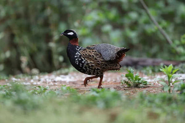 Siyah francolin (Francolinus francolinus asiae), sülüngiller (Phasianidae) familyasından bir kuş türü. Bu fotoğraf Kuzey Hindistan 'da çekildi..