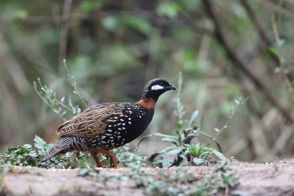 Siyah francolin (Francolinus francolinus asiae), sülüngiller (Phasianidae) familyasından bir kuş türü. Bu fotoğraf Kuzey Hindistan 'da çekildi..
