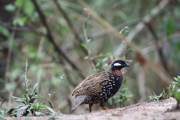 Siyah francolin (Francolinus francolinus asiae), sülüngiller (Phasianidae) familyasından bir kuş türü. Bu fotoğraf Kuzey Hindistan 'da çekildi..