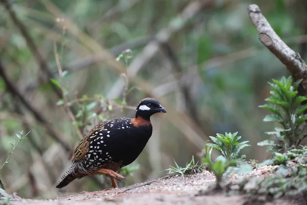 Siyah francolin (Francolinus francolinus asiae), sülüngiller (Phasianidae) familyasından bir kuş türü. Bu fotoğraf Kuzey Hindistan 'da çekildi..