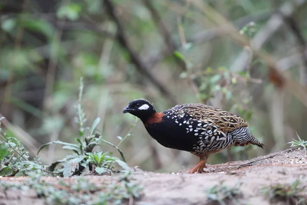 Siyah francolin (Francolinus francolinus asiae), sülüngiller (Phasianidae) familyasından bir kuş türü. Bu fotoğraf Kuzey Hindistan 'da çekildi..