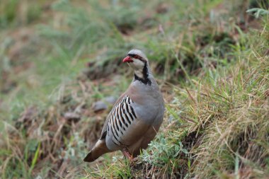 Chukar Kekliği (Alectoris chukar chukar), sülüngiller (Phasianidae) familyasından bir kuş türü. Bu fotoğraf Kuzeybatı Hindistan 'da çekildi..