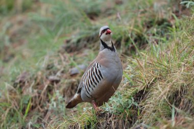 Chukar Kekliği (Alectoris chukar chukar), sülüngiller (Phasianidae) familyasından bir kuş türü. Bu fotoğraf Kuzeybatı Hindistan 'da çekildi..