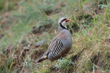 Chukar Kekliği (Alectoris chukar chukar), sülüngiller (Phasianidae) familyasından bir kuş türü. Bu fotoğraf Kuzeybatı Hindistan 'da çekildi..