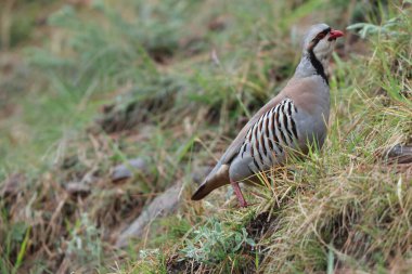 Chukar Kekliği (Alectoris chukar chukar), sülüngiller (Phasianidae) familyasından bir kuş türü. Bu fotoğraf Kuzeybatı Hindistan 'da çekildi..