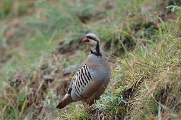 Chukar Kekliği (Alectoris chukar chukar), sülüngiller (Phasianidae) familyasından bir kuş türü. Bu fotoğraf Kuzeybatı Hindistan 'da çekildi..
