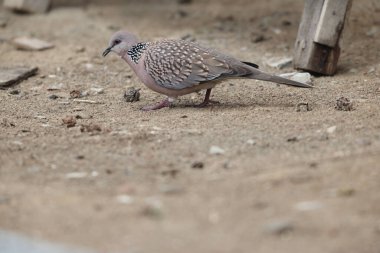 Kuzey Hindistan 'da benekli güvercin (Spilopelia chinensis suratensis) görüldü.