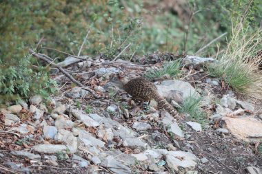 Cheer pheasant (Catreus wallichii), sülüngiller (Phasianidae) familyasından bir sülündür.. 