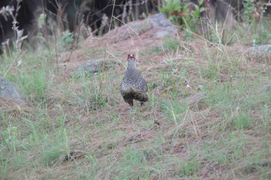 Cheer pheasant (Catreus wallichii), sülüngiller (Phasianidae) familyasından bir sülündür.. 