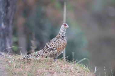 Cheer pheasant (Catreus wallichii), sülüngiller (Phasianidae) familyasından bir sülündür.. 
