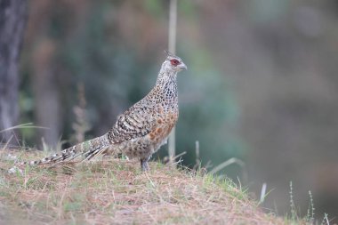 Cheer pheasant (Catreus wallichii), sülüngiller (Phasianidae) familyasından bir sülündür.. 