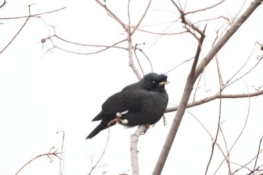 Tepeli Myna (Acridotheres cristatellus cristatellus), Acridotheres cinsinde bir sığırcık türüdür. Bu fotoğraf Japonya 'da çekildi..