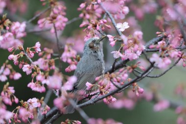 Kahverengi kulaklı bulbul (Hypsipetes amaurotis amaurotis), Doğu Asya 'da yetişen orta büyüklükte bir bulbul türüdür. Bu fotoğraf Osaka, Japonya 'da çekildi..