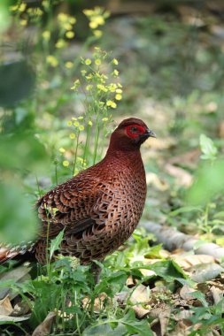 Bakır sülün (Syrmaticus soemmerringii intermedius) erkek Kochi pref, Japonya 