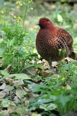 Bakır sülün (Syrmaticus soemmerringii intermedius) erkek Kochi pref, Japonya 