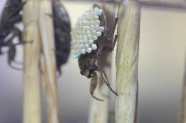 Japonya 'da daha büyük bir su böceği (Appasus major)