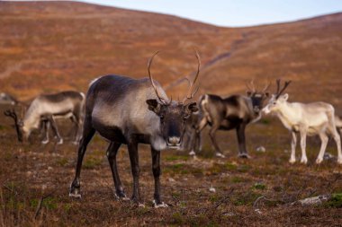 Ren geyiği sürüsü bir çayır üzerinde
