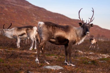 Ren geyiği sürüsü bir çayır üzerinde