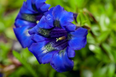 Sapsız yılan otu (Gentiana acaulis parlak mavi çiçek yakın fotoğraf)