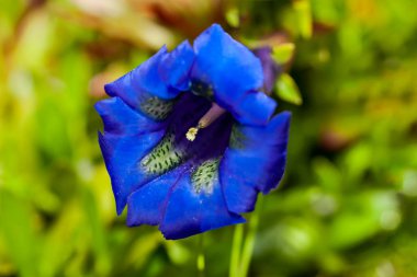 Sapsız yılan otu (Gentiana acaulis parlak mavi çiçek yakın fotoğraf)