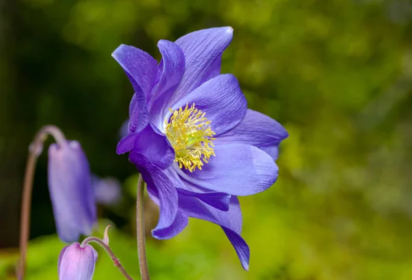 Aquilegia Glandulosa Flor Close Macrofotografia — Fotografia de Stock