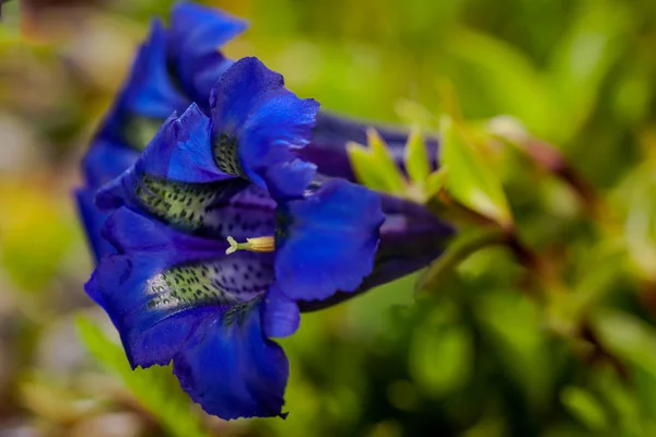 Κοντινή Φωτογραφία Από Φωτεινό Μπλε Λουλούδια Stemless Γεντιανή Gentiana Acaulis — Φωτογραφία Αρχείου