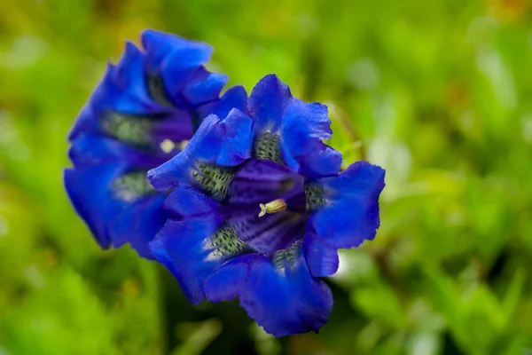 茎のないリンドウ リンドウ Acaulis の明るい青の花の近くに写真 — ストック写真