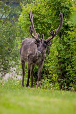 Çayır üzerinde ren geyiği