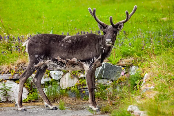 Reindeer Meadow Royalty Free Stock Images