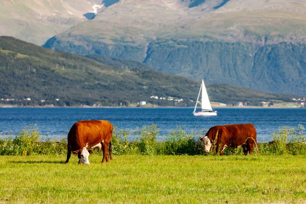 幸せな牛のトロムス ノルウェーの草原で放牧 — ストック写真