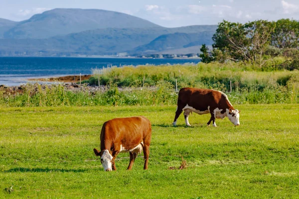 Happy Cows Grazing Norwegian Meadows Troms — Stock Photo, Image