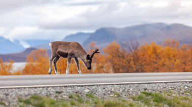 Yolda, Little ren geyiği Dağları arka planda, Lapland, Finlandiya