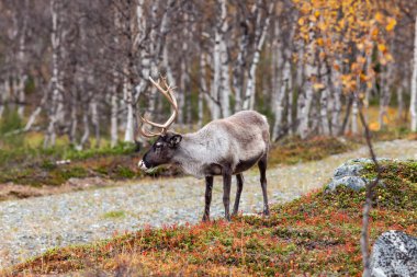 Ren geyiği ormanda, Lapland, Finlandiya