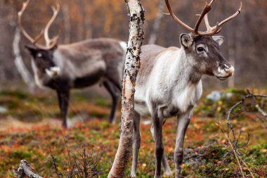 Reindeers ormanda, Lapland, Finlandiya