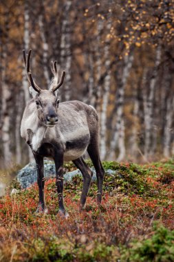Ren geyiği ormanda, Lapland, Finlandiya