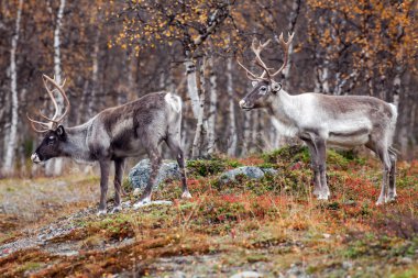 Reindeers ormanda, Lapland, Finlandiya
