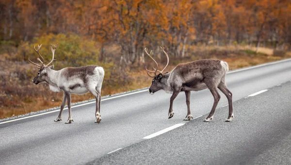 Reniferów Drodze Las Tle Laponia Finlandia — Zdjęcie stockowe