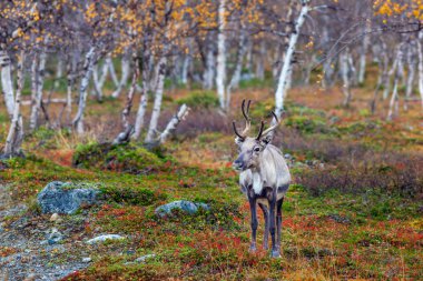 Ren geyiği ormanda, Lapland, Finlandiya