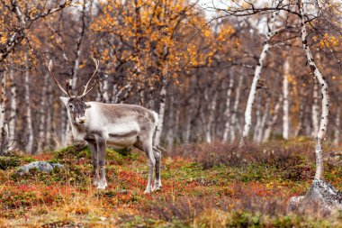 Ren geyiği ormanda, Lapland, Finlandiya