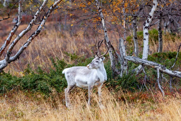 Renifery Lesie Laponia Finlandia — Zdjęcie stockowe