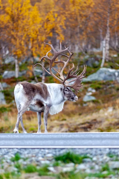 Grandes Renos Carretera Bosque Montañas Fondo Laponia Finlandia —  Fotos de Stock